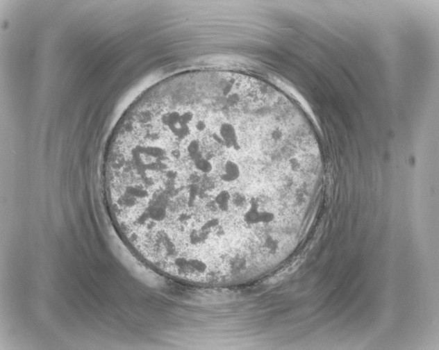 X0000085251091200704092043