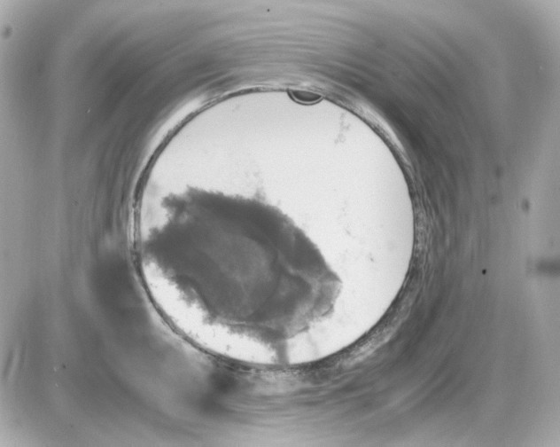 X0000085251095200704092042