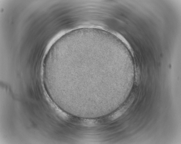 X0000085251096200704092042