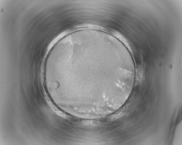 X0000085251098200704092042