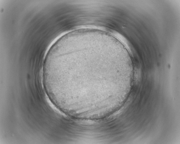 X0000085251100200704092042