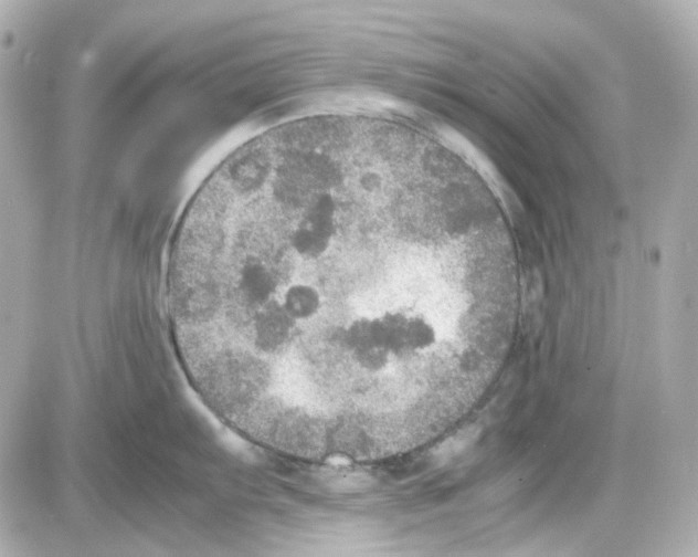 X0000085251103200704092042