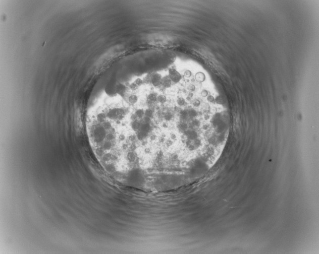 X0000085251106200704092042