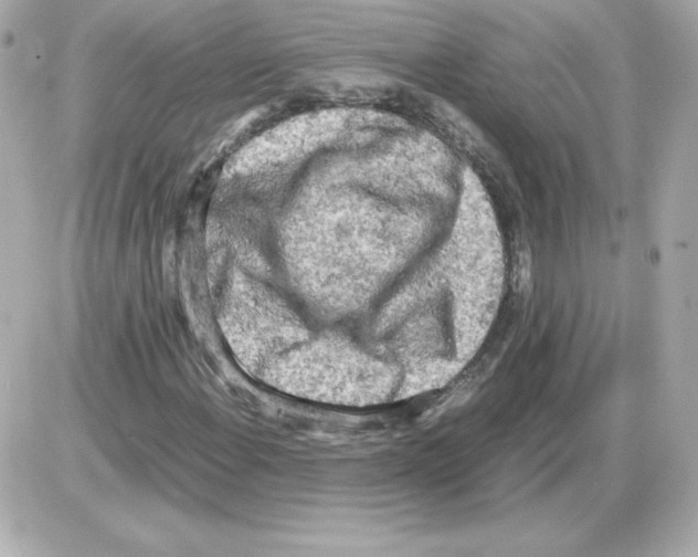 X0000085251108200704092042