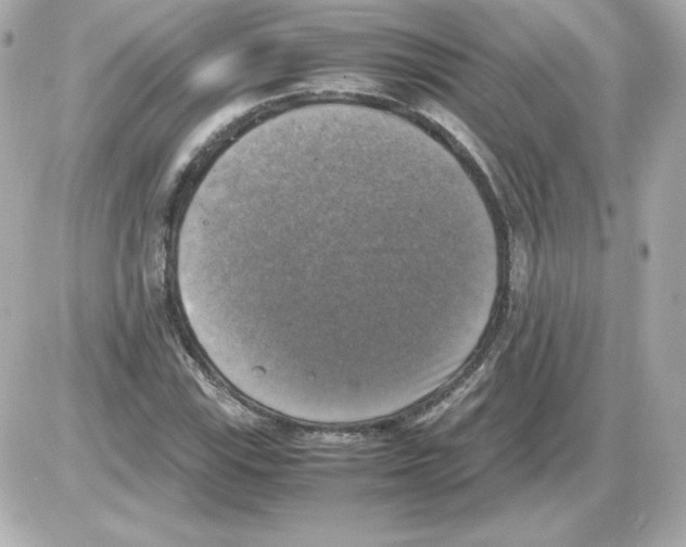 X0000085251115200704092042