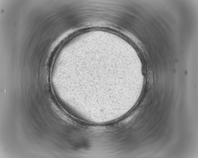 X0000085251118200704092042