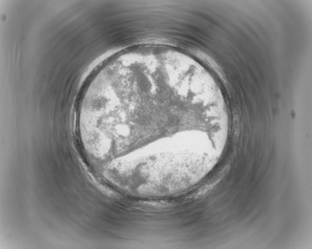 X0000085251125200704092042