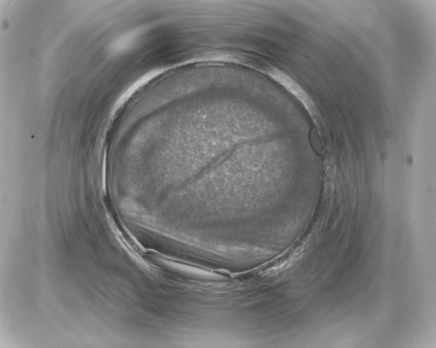 X0000085251127200704092042