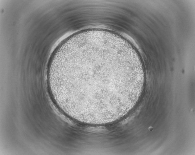 X0000085251133200704092042