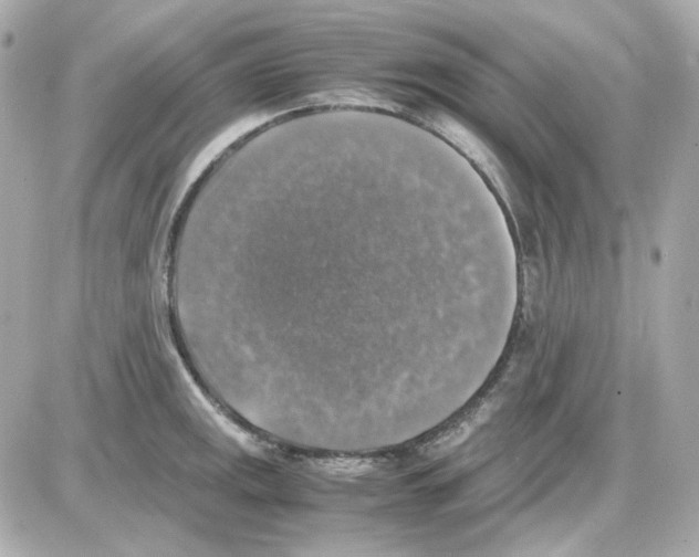 X0000085251141200704092042