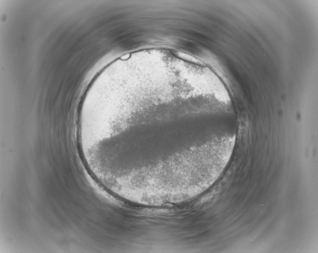 X0000085251143200704092042