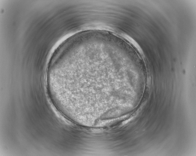 X0000085251144200704092042