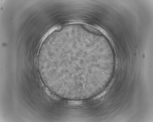 X0000085251145200704092042