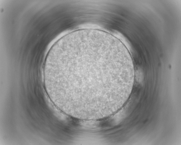 X0000085251150200704092042