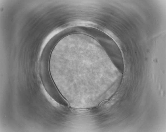 X0000085251152200704092042