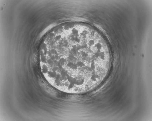 X0000085251163200704092041