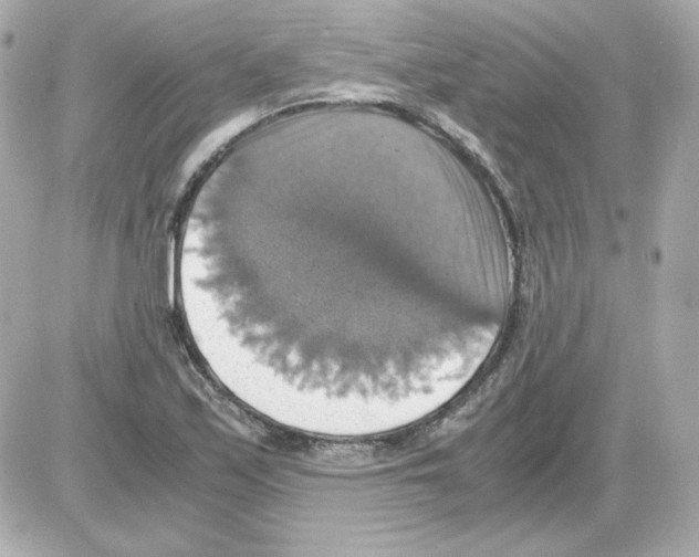 X0000085251171200704092041