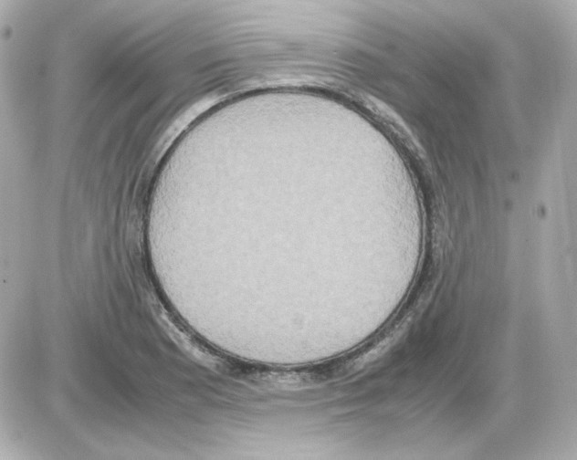 X0000085251177200704092041