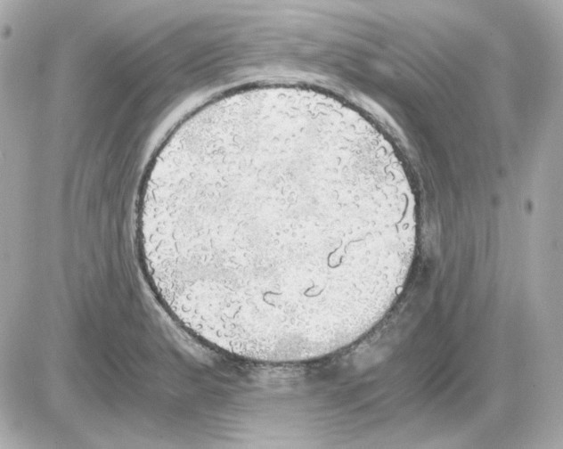 X0000085251183200704092041