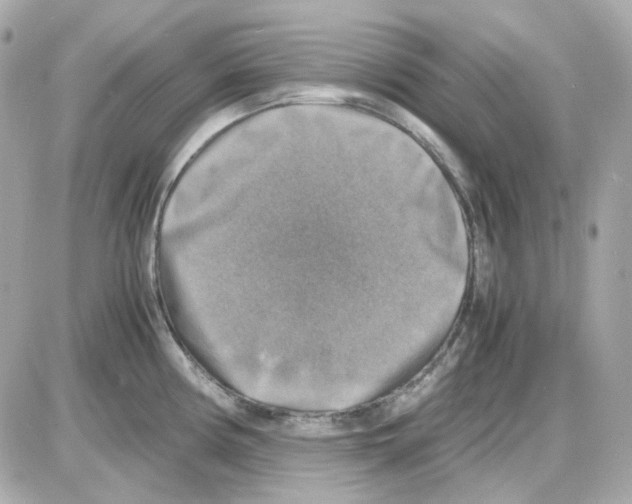 X0000085251194200704092041