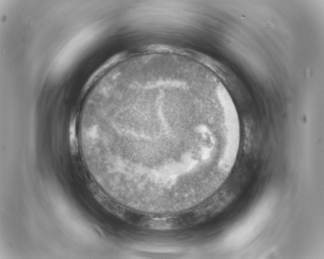 X0000085251198200704092041