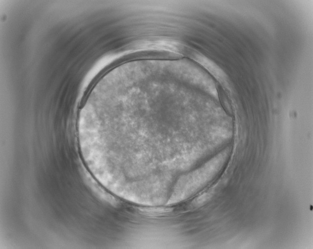 X0000085251200200704092041