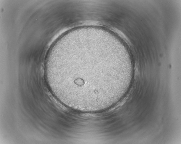 X0000085251212200704092040