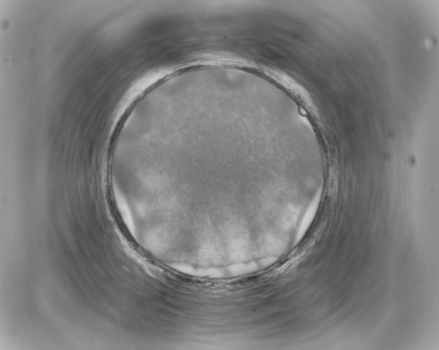 X0000085251231200704092040