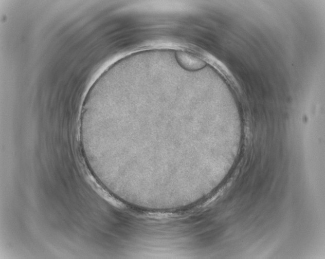 X0000085251236200704092040