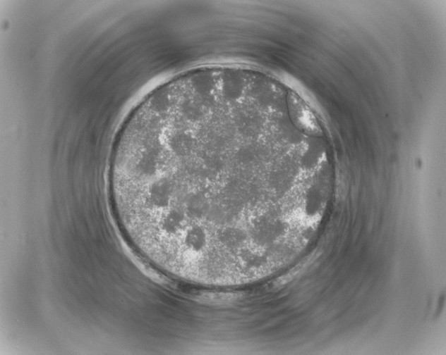 X0000085251237200704092040