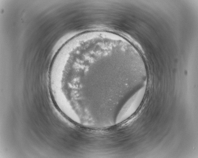 X0000085251239200704092041