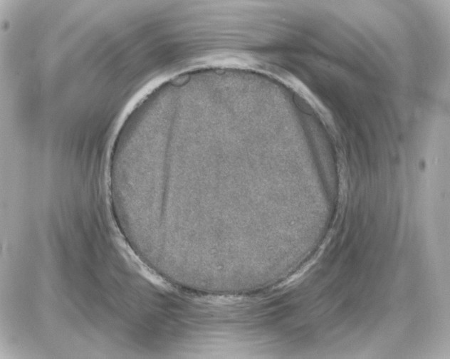 X0000085251240200704092041