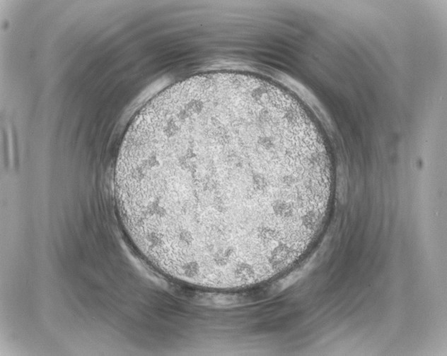 X0000085251241200704092041