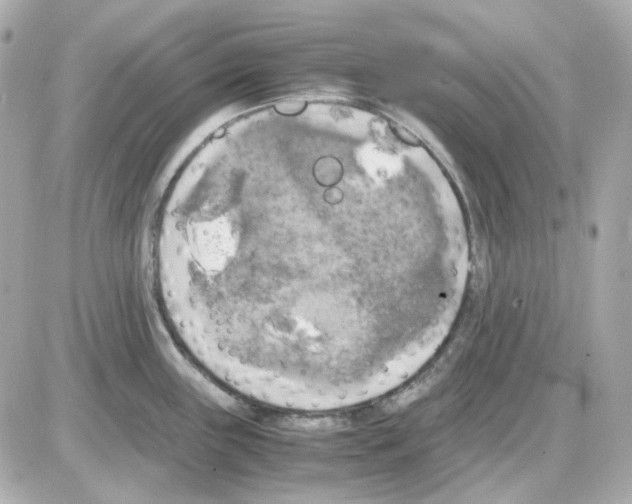 X0000085251243200704092041