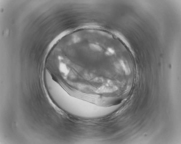 X0000085251245200704092041