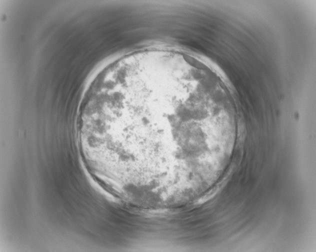 X0000085251247200704092041