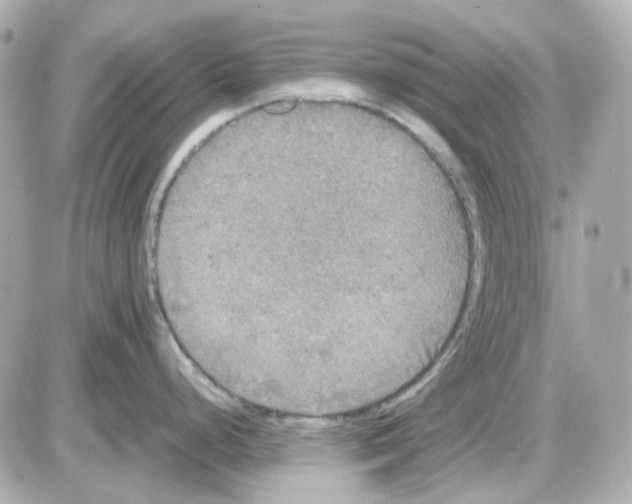 X0000085251248200704092041