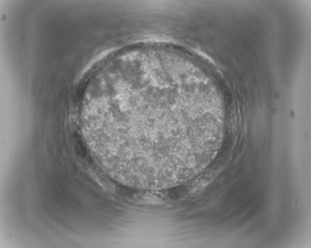 X0000085251255200704092040