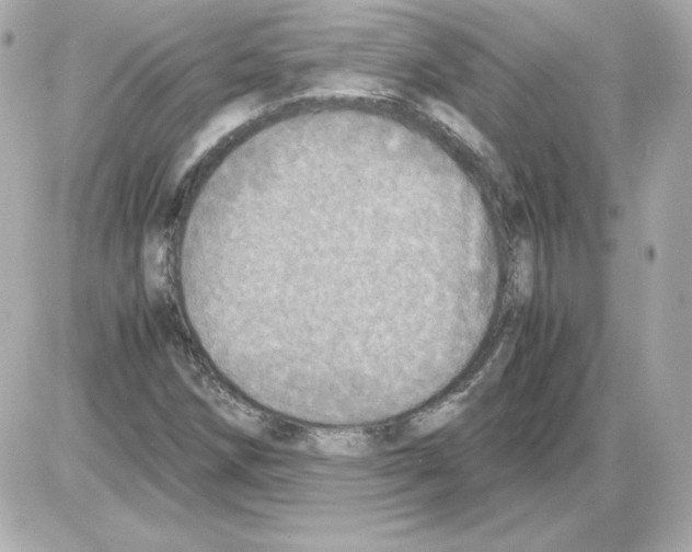 X0000085251258200704092040