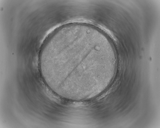 X0000085251264200704092040