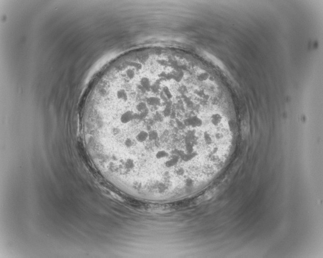 X0000085251267200704092040