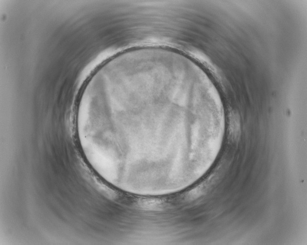 X0000085251278200704092039