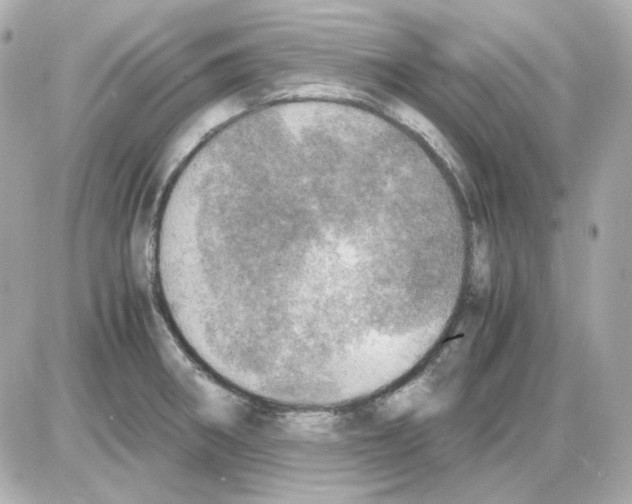 X0000085251282200704092039