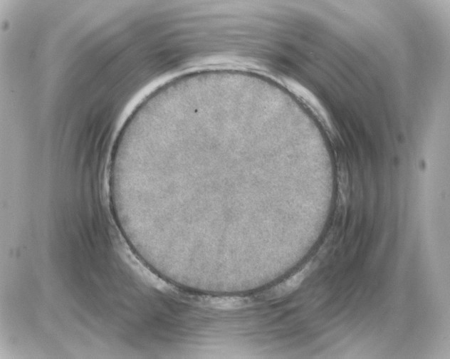 X0000085251288200704092039