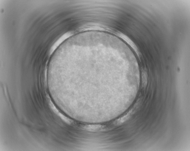 X0000085251290200704092039