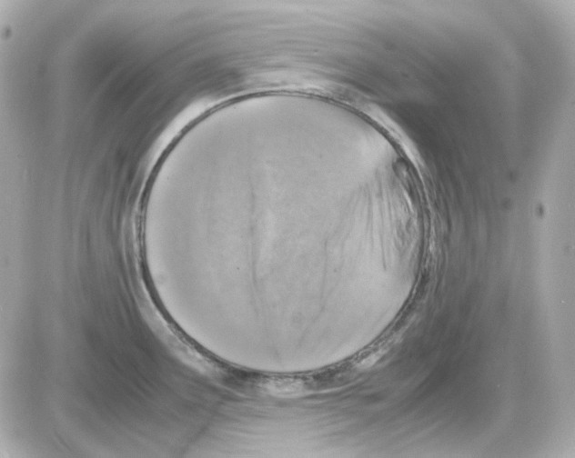 X0000085251291200704092039