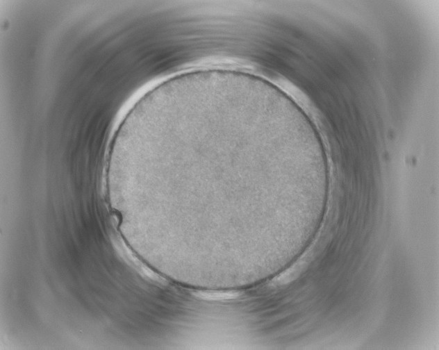 X0000085251296200704092039