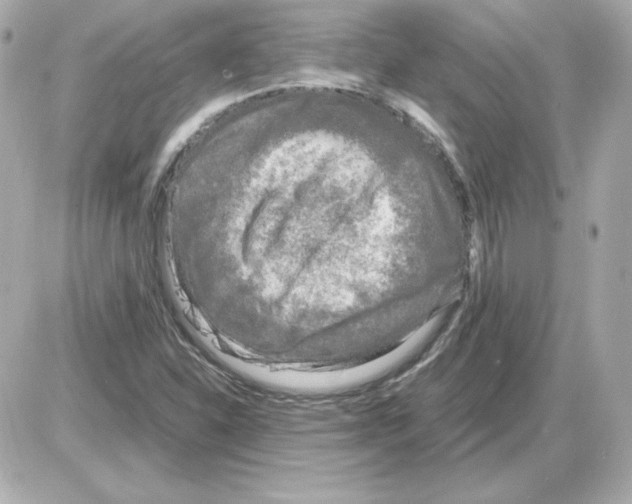 X0000085251310200704092039