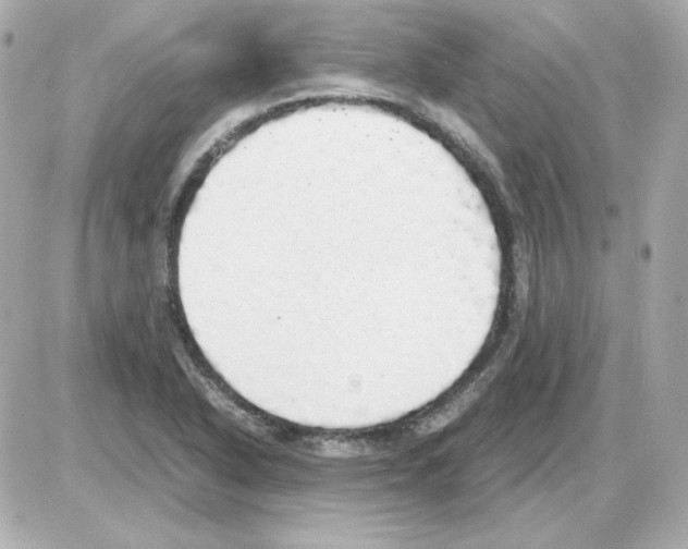 X0000085251318200704092039