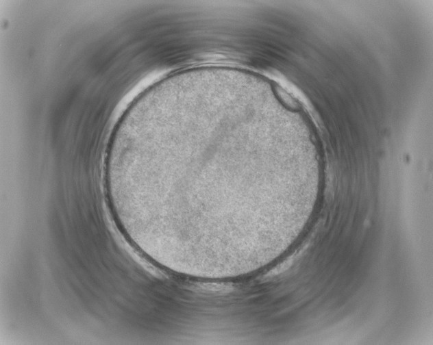 X0000085251333200704092039